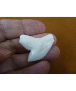S6-201) Big 1-7/16&quot; White TIGER SHARK T**th made to order pendant sharks... - $100.03