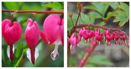 Red Dicentra Spectabilis Seeds Orchid Bleeding Heart 200Pcs/Pack Seeds - £31.05 GBP