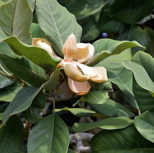 US Seller Magnolia Delavayi Chinese Evergreen Magnolia 10 Seeds - £23.30 GBP