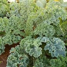 Dwarf Siberian Kale Organic US Fast Shipping - $1.98