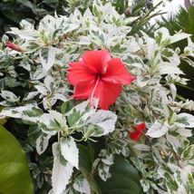 Snow Queen Red Hibiscus Tropical Variegated Green White Leaves Plant Cut... - $355.77 MXN+