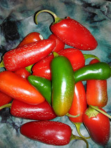 VPF 25+ Tam Jalapeno Pepper Seeds -- Heirloom - Organic - NON GMO ------------ F - £1.75 GBP