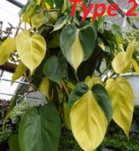 100 philodendron  Flower Seeds High Germation - $3.07