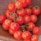  SWEETIE TOMATO SEEDS FRESH HARVEST 50 Seeds - £5.88 GBP