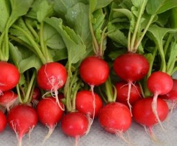 Early Scarlet Globe Radish Seed  Spring Radishes Garden Vegetable ?Oz  From US - $11.19