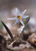 &quot;Dogtooth Violet,&quot; an A. Rose Designs (tm) note card - $6.95+