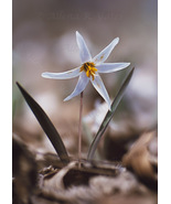 &quot;Dogtooth Violet,&quot; an A. Rose Designs (tm) note card - $6.95+