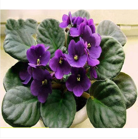 Primary image for 200pcs/bag african violet seed, garden flowers seeds Violet Seeds