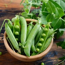 Alaska Peas - Seeds - Non Gmo - Heirloom Seeds – Pea Seeds - Grow Your O... - £24.74 GBP