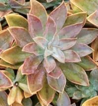 (1)6”wide 1g Live Plant Succulent ~ Graptoveria Fred Ives pink orange yellow - £39.32 GBP