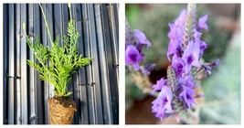 Lavender Buchii starter plant Garden - £21.32 GBP