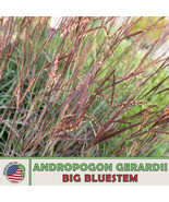 KBS 200 Big Bluestem Seeds Andropogon Gerardii Beardgrass Native Prairie... - €9,80 EUR