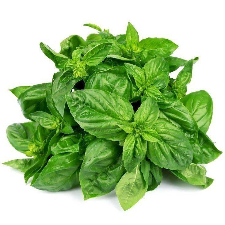 KKG Sweet Basil Culinary Herb Seeds Fresh Garden - Seeds & Bulbs