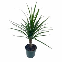 Dragon Tree, Madagascar Dragonplant, Dracaena marginata hort. Dragontree - £14.77 GBP