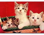 Adorable Kittens in Basket on Red Background Chrome Postcard S7 - $2.92