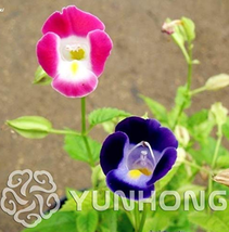 100 Seeds Torenia Fournieri Bonsai Amazing Flower Bonsai Potted Plants Pot Bonsa - $9.89