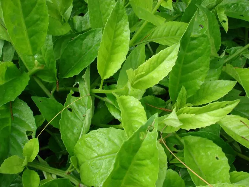 Gynura procumbens LONGEVITY SPINACH 1 Plant - $23.25