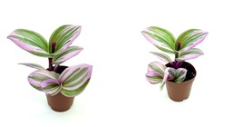Live Plant Tradescantia Nanouk Pink Houseplants - £24.26 GBP