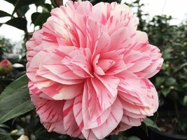 LES MARBURY *Unique Bloom Camellia Japonica-Live Starter Plant - £29.56 GBP