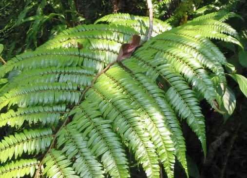 Cyathea moluccana fern