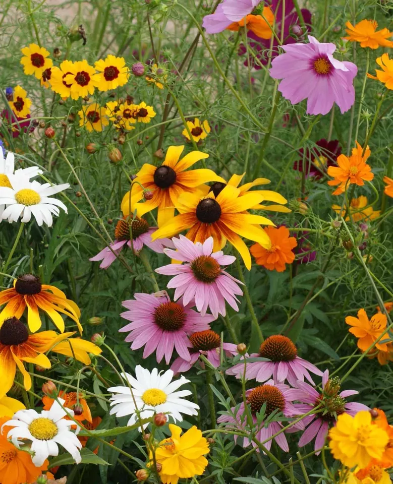 AW 200 Seeds Cutflower Wildflower Mix 19 Species Vegetable Herb Easy To ... - $9.10