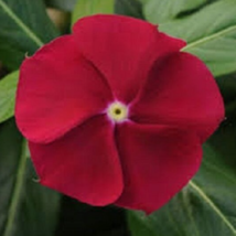 40 Pc Seeds Cranberry Vinca Periwinkle Flower, Periwinkle Seeds for Planting |RK - £11.93 GBP