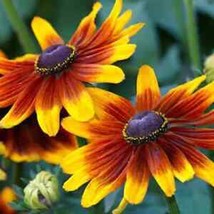 Gloriosa Daisy 2500  Seeds | Non-GMO | FROM US | Seed Store | 1182 - £9.09 GBP