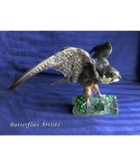 Real Bird Mounted Eurasian Specimen Taxidermy Scientific Interior Decor - $17,011.14 MXN