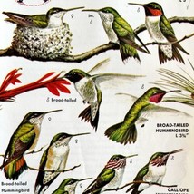 Ruby Throated Hummingbird 1966 Color Bird Art Print 3 Other Types ADBN1o - $19.99