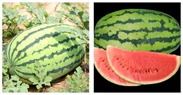 Lazy Melon King Watermelon Bonsai red Meat Garden 60 Seeds - £12.53 GBP