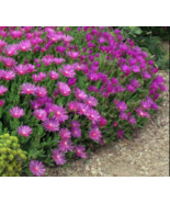 Magenta / Delosperma Coopers Hardy Ice Plant Ground cover - 5 unrooted c... - $5.93 CAD