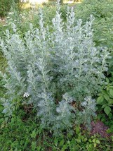 BPA 500 Seeds Absinthe Wormwood Common Artemisia Absinthium Green Ginger Herb Fl - £7.78 GBP