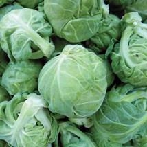 BPA Catskill Brussels Sprouts Seeds 500 Seeds Non Gmo From US - £7.07 GBP