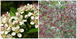 Aronia Red Brilliantissima Hardy Chokeberry Deciduous Live Plant 4&quot; Pot ... - £46.30 GBP