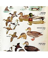 Surface Feeding Ducks Varieties 1966 Color Bird Art Print Nature ADBN1r - $19.99