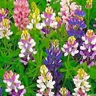 80 SEEDS Dwarf Lupine Seeds Pixie Delight Mix  - £6.08 GBP