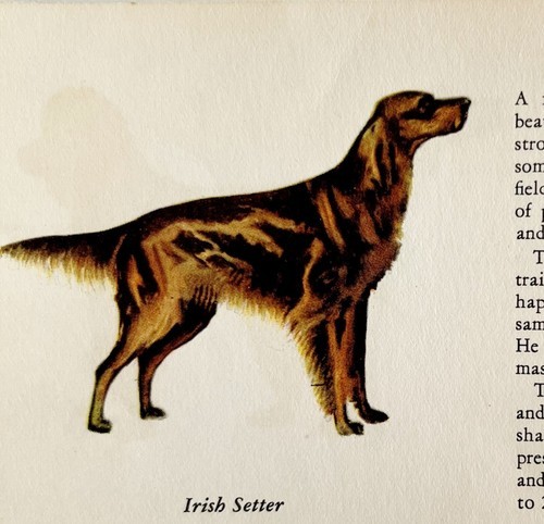 Irish Setter 1939 Dog Breed Art Ole Larsen Color Plate Print Antique PCBG18 - $29.99