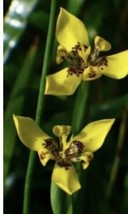 5 Plantlets Yellow Walking Iris Plant - Neomarica longifolia – Apostle Iris - £15.14 GBP