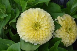 100 Pcs Magellan Ivory Zinnia Seeds for Garden Planting - $10.99