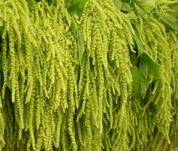 50 Seeds Amaranthus Green Love Lies Bleeding - £13.30 GBP