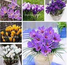 SL Saffron Plants Crocus Flower (Not Crocus Saffron Bulbs), Mixed - $2.75