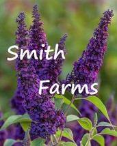 25 Seeds Purple Buddleia Flowers Black Knight Beautiful Garden Fresh USA Garden - $12.49