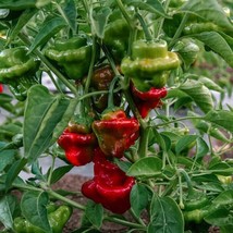 25+ Red Cap Mushroom Hot Pepper Seeds Extreme Hot, Ớt Cay Organic NON-GMO, 2023 - £2.15 GBP