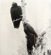California Vultures Pair Roosting In Tree 1936 Bird Print Nature DWU13 - £7.94 GBP