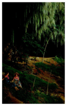 Fern Grotto on boat trip up Wailua River Kauai Hawaii Postcard - £16.63 GBP