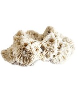 Fossilized Brain Coral Piece Maine Coast Nautical Collectibles Atlantic ... - €34,56 EUR