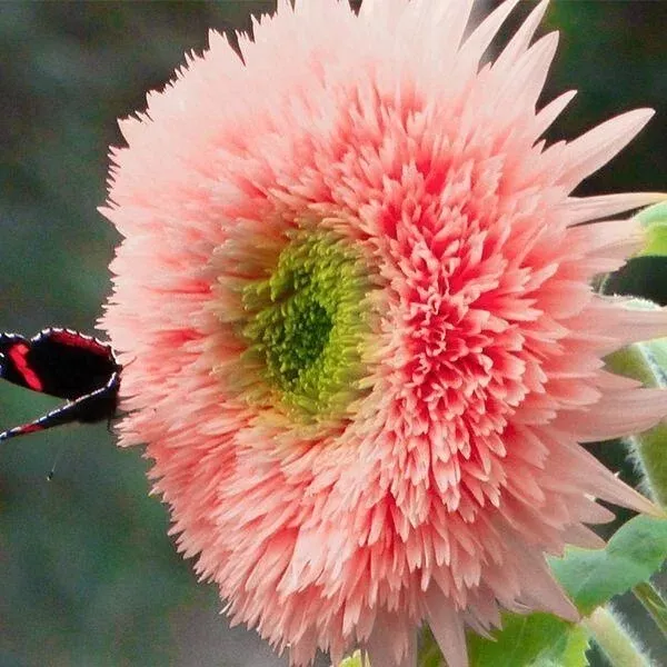 50pcs Pink Pooh Sunflower Seeds Unique Pink Blooms, Non-GMO, Heirloom, O... - $6.53