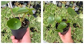 4” Pot Chinese Money Plant, Pilea Peperomioides - Houseplant 1 Plant  - £34.66 GBP