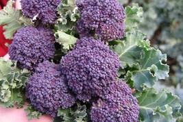 Purple Sprouting Broccoli Seeds, NON-GMO, Heirloom, Variety Sizes, FREE SHIP - £1.33 GBP+