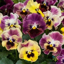 SL 200+ Frizzle Sizzle Mini Tapestry Pansy (Viola) Seeds - ! - £3.69 GBP